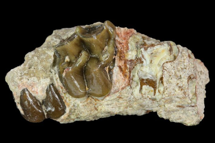 Oligocene Horse (Mesohippus) Jaw Section - South Dakota #128155